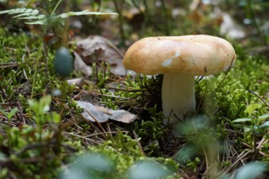 Ormandaki mantarın yakın çekim görüntüsü 