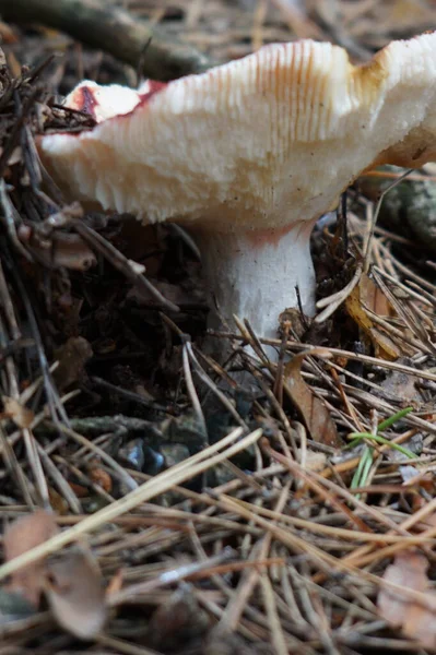 Closeup Shot Mushroom Growing Ground — Stock Photo, Image