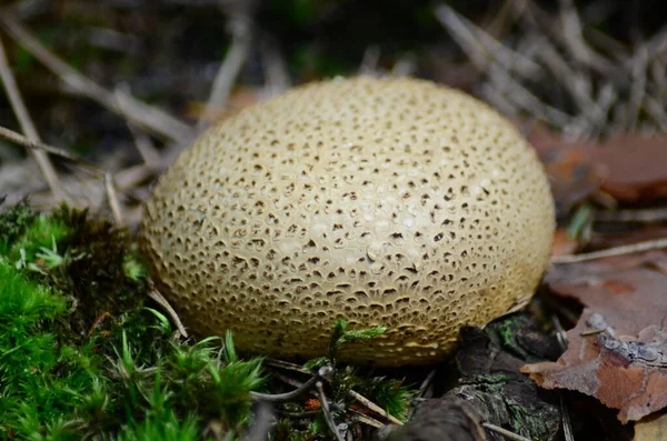 Funghi Con Nome Latino Agaricus Silvaticus Una Radura Forestale — Foto Stock