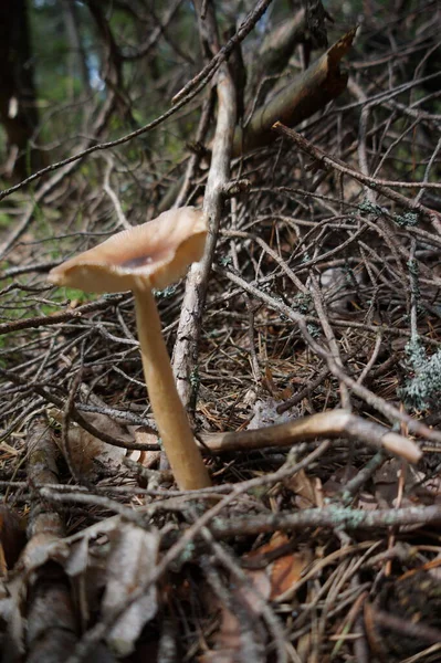 Closeup Shot Mushroom Growing Ground — Stock Photo, Image