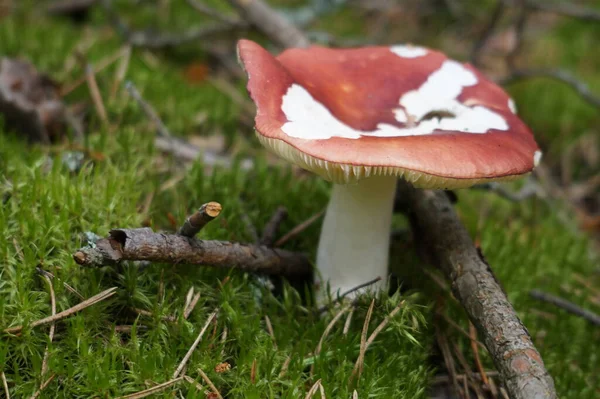 Close Shot Van Paddestoel Groeien Grond — Stockfoto