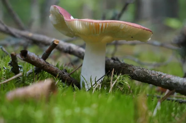 Close Shot Van Paddestoel Groeien Grond — Stockfoto