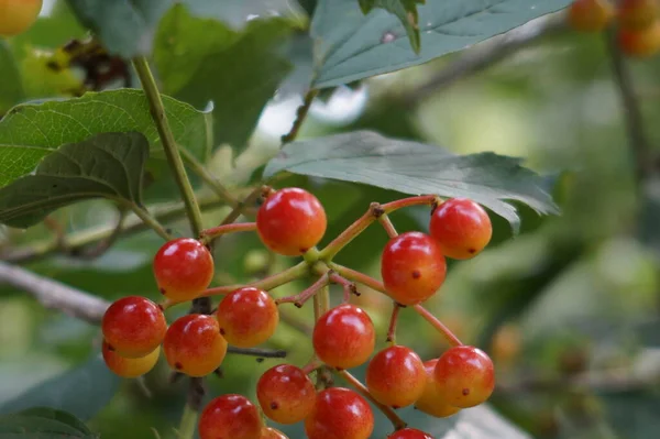 Beeren Auf Den Bäumen — Stockfoto