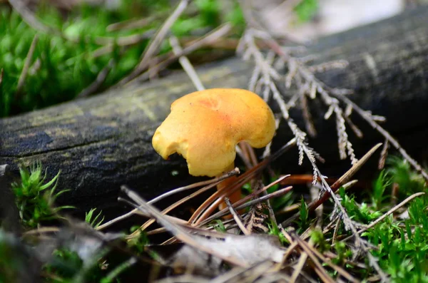 Μανιτάρια Λατινική Ονομασία Agaricus Silvaticus Ξέφωτο Δάσους — Φωτογραφία Αρχείου