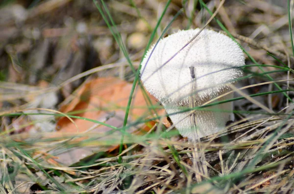 Mushrooms Latin Name Agaricus Silvaticus Forest Glade — Stock Photo, Image