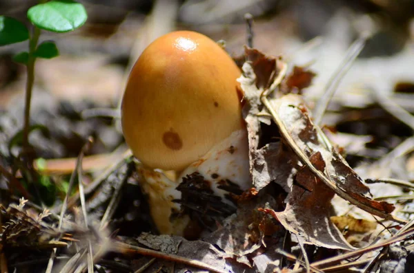 Mushrooms Latin Name Agaricus Silvaticus Forest Glade — Stock Photo, Image