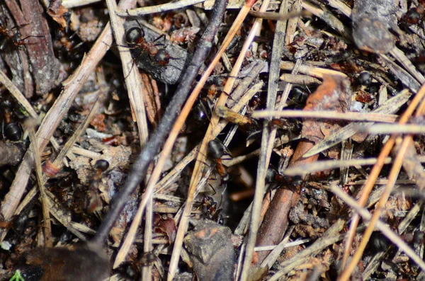 Close Shot Sticks Ground Ants — 스톡 사진