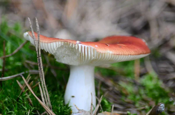 Latince Adı Agaricus Silvaticus Olan Mantarlar Ormandaki Açıklıkta — Stok fotoğraf