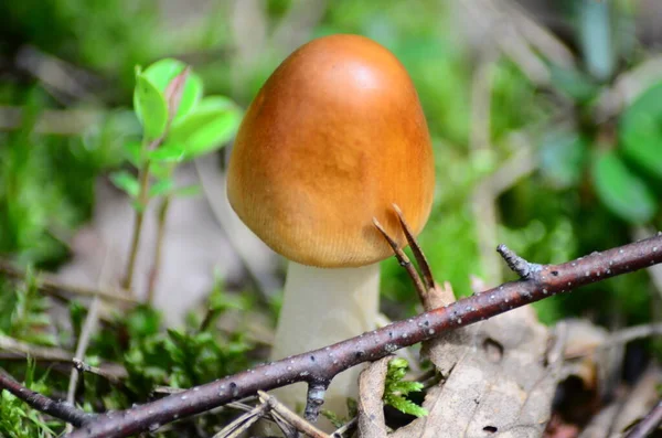 Cogumelos Com Nome Latino Agaricus Silvaticus Uma Clareira Florestal — Fotografia de Stock