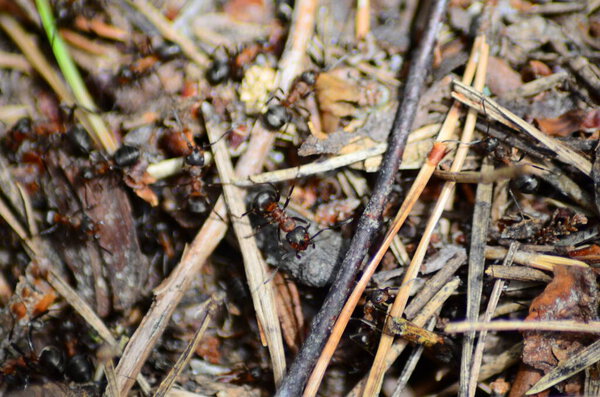 close up shot of sticks on ground with ants