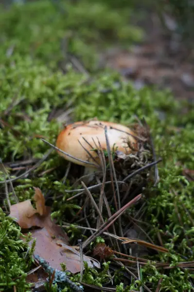 Detailní Záběr Houby Rostoucí Zemi — Stock fotografie