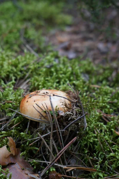 Closeup Shot Mushroom Growing Ground — Stock Photo, Image