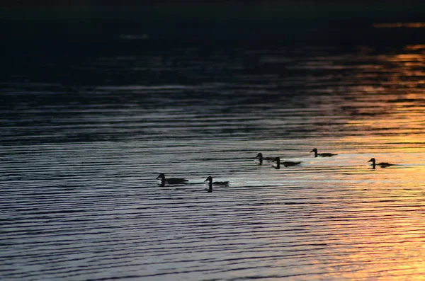 view of ducks swimming on lake at sunset