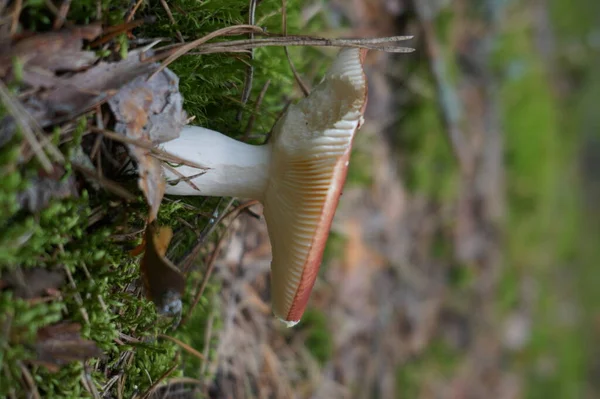 Closeup Shot Mushroom Growing Ground — Stock Photo, Image