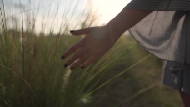 La chica va tocando la mano de las espiguillas. puesta de sol — Vídeo de stock