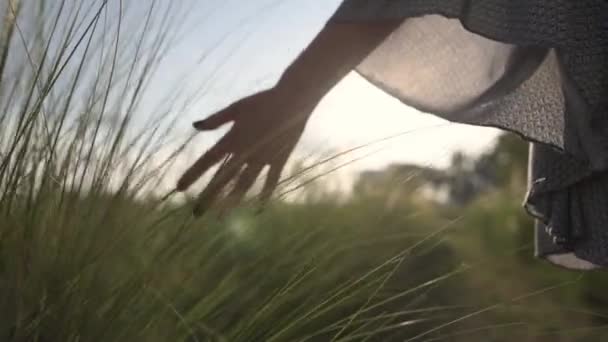 A lány megy megható a Spikelets kezét. Naplemente — Stock videók