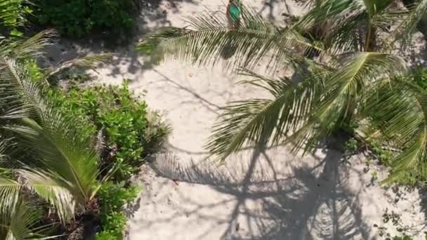 女の子は ヤシの木の周りに海 背面のビューに実行します — ストック動画
