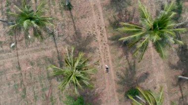 beyaz kız bir palmiye bahçesi arasında yol boyunca çalışır