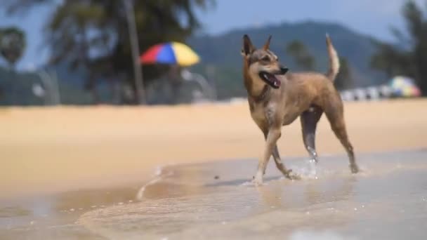 Cão Corre Praia Olha Para Mar — Vídeo de Stock