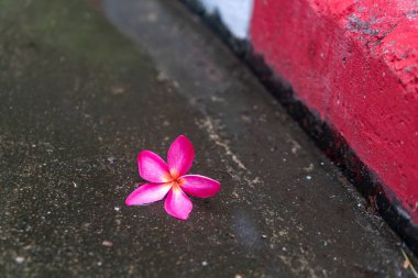 Narin pembe bir çiçek, canlı kırmızı bir kaldırıma karşı güzelliğini gösteren ıslak bir yüzeye uzanır. Sahne huzuru ve doğanın özünü yakalar..