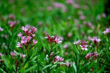 Canlı pembe çiçeklerin büyüleyici bir görüntüsü yemyeşil bir alanda çiçek açıyor, doğanın canlı renklerinin ve huzurlu ortamının güzelliğini vurguluyor..