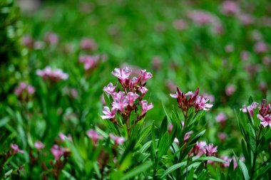 Bereketli yeşil yapraklarla çevrili canlı pembe çiçeklerin çarpıcı manzarası, sakin bir açık havada doğanın güzelliğinin özünü yakalıyor..