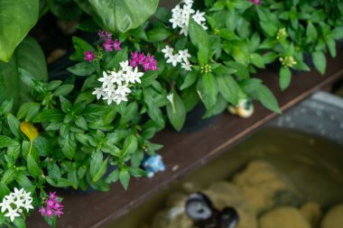 Bereketli yeşil yapraklara karşı pembe ve beyaz renkli çiçeklerin canlı bir görüntüsü, sakin bir su yüzeyine bakan, sakin bir açık hava ortamı yaratır..