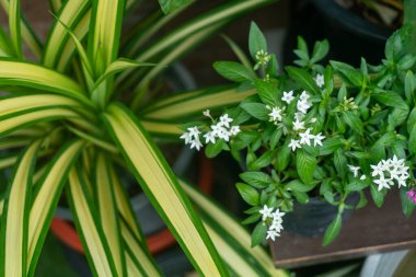 Bereketli yaprakları ve narin beyaz çiçekleri olan yeşil bitkilerin sakin bir bileşimi. Kapalı alandaki her yere doğanın bir dokunuşunu eklemek için mükemmel..