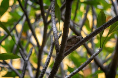Küçük bir kuş, yemyeşil yapraklarla çevrili ağaç dallarının arasına saklanmış doğal bir ortamda sakin ve sakin bir atmosfer yaratıyor..