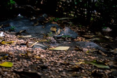 Bir kertenkele doğal yaşam alanına karışır, yapraklar ve taşların karışımı üzerinde dinlenir. Güneş ışığı yaprakların arasından süzülüp vahşi doğada huzurlu bir an yaratıyor..