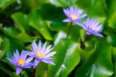 Canlı mor nilüfer çiçeklerinin göz kamaştırıcı bir görüntüsü. Etrafı yemyeşil yapraklarla çevrili. Doğanın huzurlu ortamını ve güzelliğini sembolize ediyor..