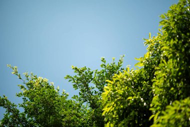 Parlak mavi gökyüzüne karşı yemyeşil bir manzara huzurlu ve sakin bir atmosfer yaratır. Doğa temalı projeler ve tasarımlar için mükemmeldir..