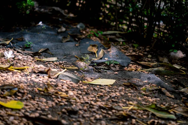 Düşen yapraklar ve dağınık molozlarla süslenmiş sakin bir doğa yolu, bir bahçe ortamındaki sükunetin özünü yakalıyor, hafif güneş ışığıyla aydınlatılıyor..