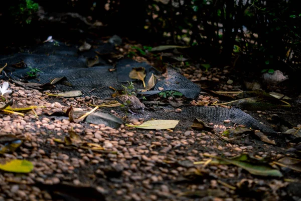 Bir kertenkele doğal yaşam alanına karışır, yapraklar ve taşların karışımı üzerinde dinlenir. Güneş ışığı yaprakların arasından süzülüp vahşi doğada huzurlu bir an yaratıyor..