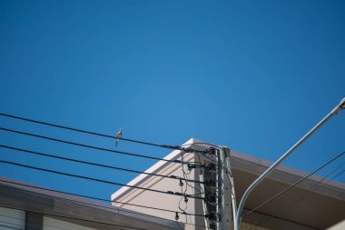 Canlı mavi gökyüzünün altındaki elektrik hattına tünemiş yalnız bir kuş en az dikkat dağınıklığı ve parlak güneş ışığıyla huzurlu bir şehir manzarası sergiliyor..