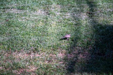 Yalnız bir kuş taze yeşil çimlerin üzerinde duruyor, güneş ışığıyla aydınlatılıyor. Doğal yaşam ortamı vahşi hayatta sükunet ve güzellik sergiliyor. Doğa aşıkları için mükemmel..
