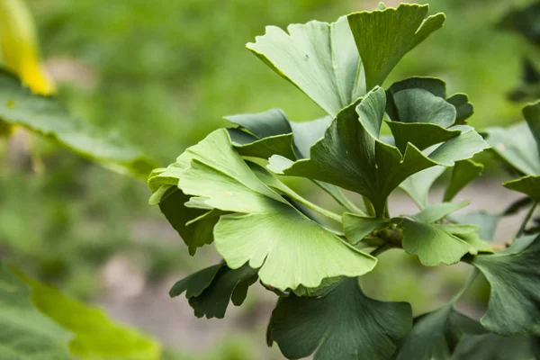 Feuilles Vertes Médecine Herbe Ginkgo Biloba — Photo