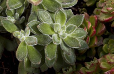 agav fotoğraf. renkli sulu.