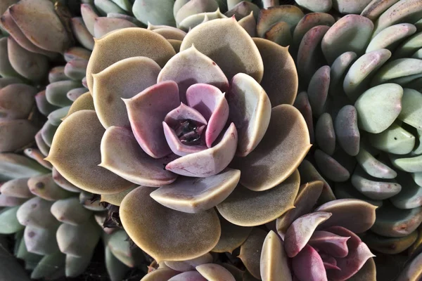 Foto Agave Suculenta Colorida —  Fotos de Stock