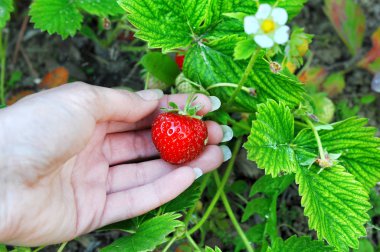  Kadın el ile bahçede toplanan taze çilek. Taze organik çilek sahada büyüyen. Yakın, seçici odak
