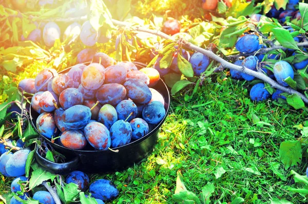Black rustic bowl with blue plums in a orchard.Plum harvest.