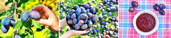 Collage Image Procedure Making Plum Jam Woman Hand Holding Blue — Stock Photo, Image