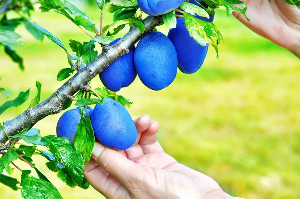Tree full of blue plums in an orchard.Woman's hand picking  blue plums in a orchard.Plum harvest. Farmers hands with freshly harvested plums