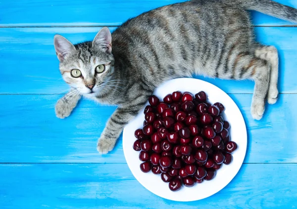 체리의 접시와 파란색 배경에 귀여운 고양이 — 스톡 사진
