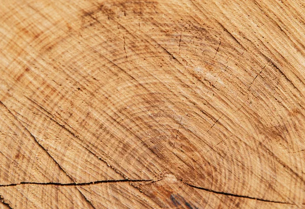 Beyaz arka plan üzerinde ağaç'ın Bölüm.