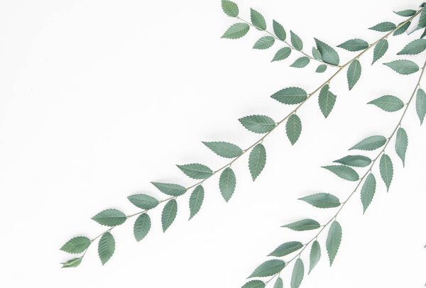 Branch on white background with a copyspace.