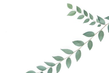 Şube bir boşaltmak beyaz zemin üzerine.