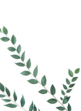 Şube bir boşaltmak beyaz zemin üzerine.