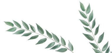 Şube bir boşaltmak beyaz zemin üzerine.