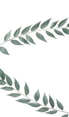 Şube bir boşaltmak beyaz zemin üzerine..